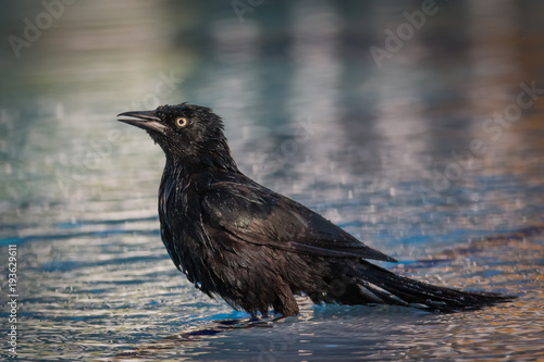 Common Grackle - Quiscalus Quiscula - Playing In The Water photo