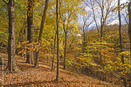 Colorful Ridge in a Midwest Forest in the Fall