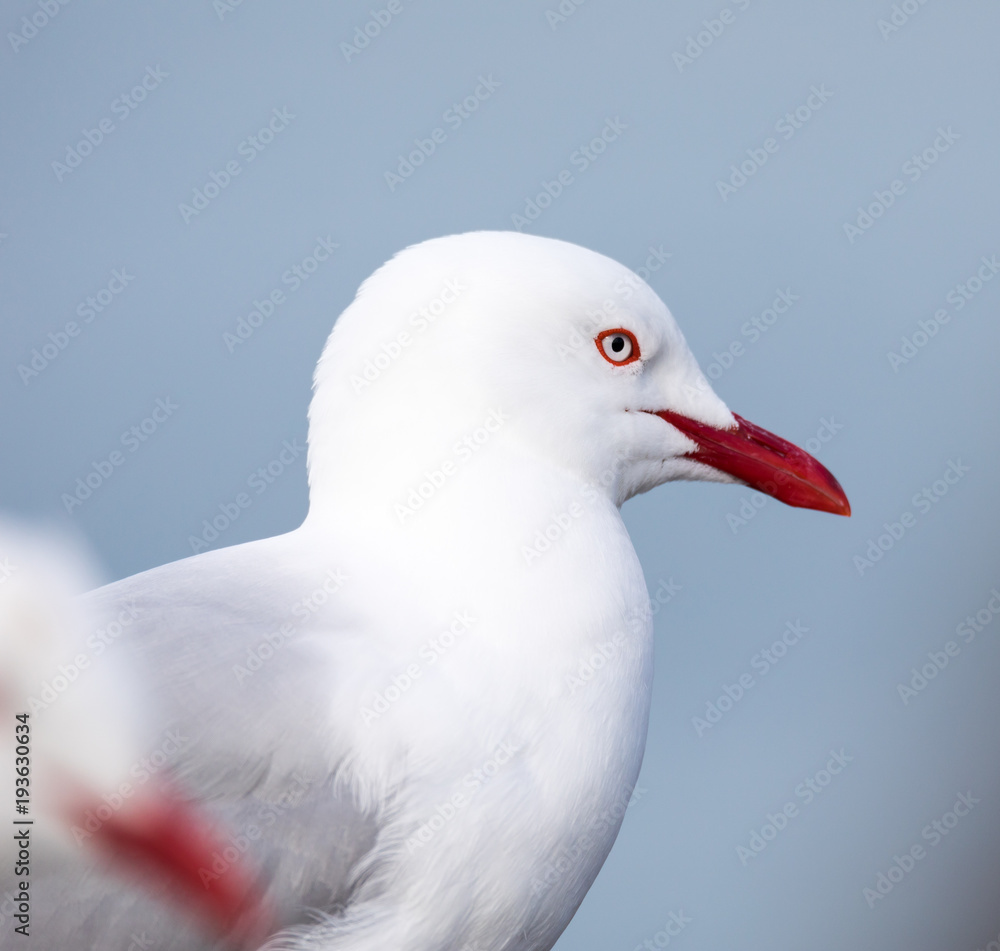 Close up of the Red-billed Gull (Larus novaehollandiae) in a colony on the Otago Peninsula, New Zealand Close up of the Red-billed Gull (Larus novaehollandiae) in a colony on the Otago Peninsula, New Zealand