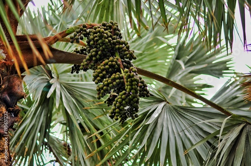 Plants of Gran Canaria. Wine palm. Hyphaene coriacea. Palmera del vino. Arecaceae. South Africa and Madagascar photo