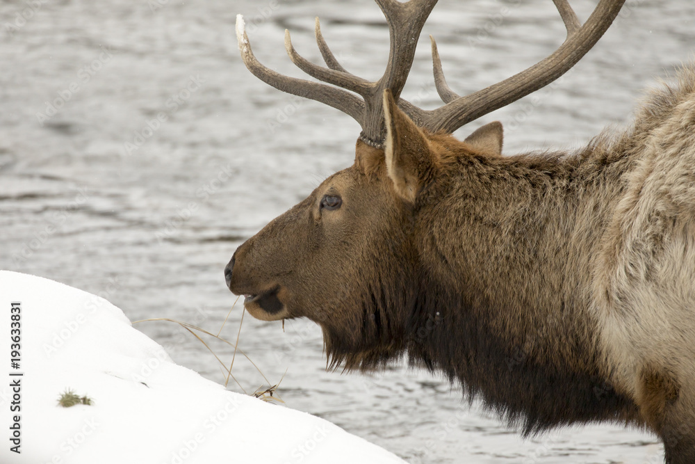 Close up of Elk on river in Yellowstone National Park