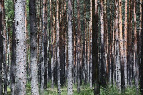 Fototapeta Naklejka Na Ścianę i Meble -  Lots of trees in forest - background. Poland.