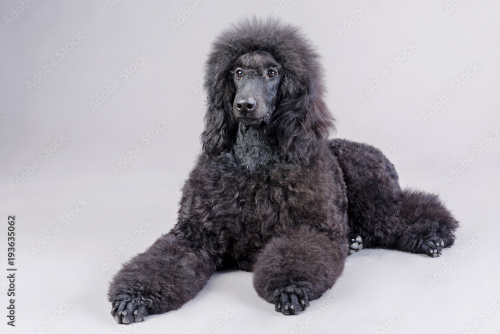 black poodle