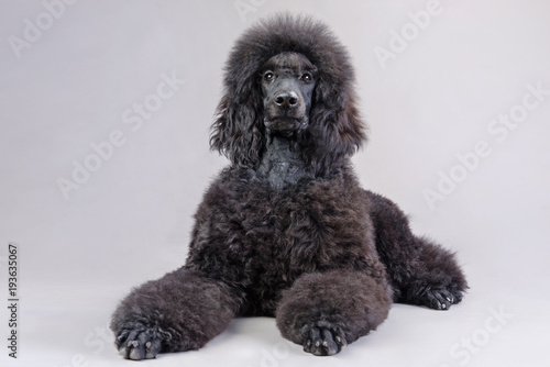 black poodle
