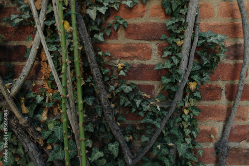Vines growing along historical red brick wall in the background