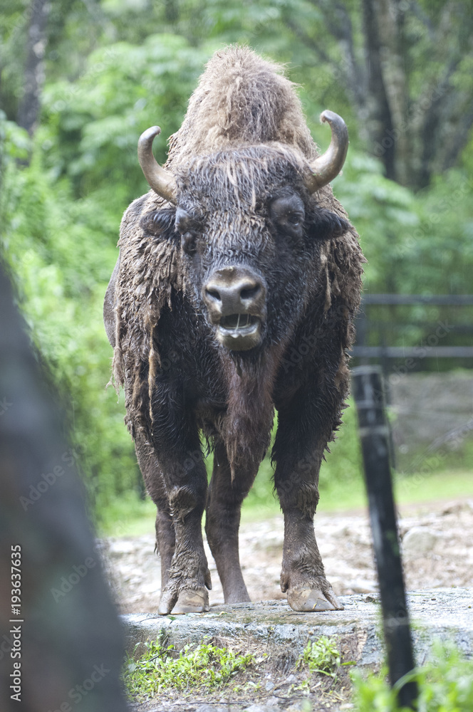 Obraz premium Beautiful Isolated Photo Of A Wild Bison, Cattle In The Forest