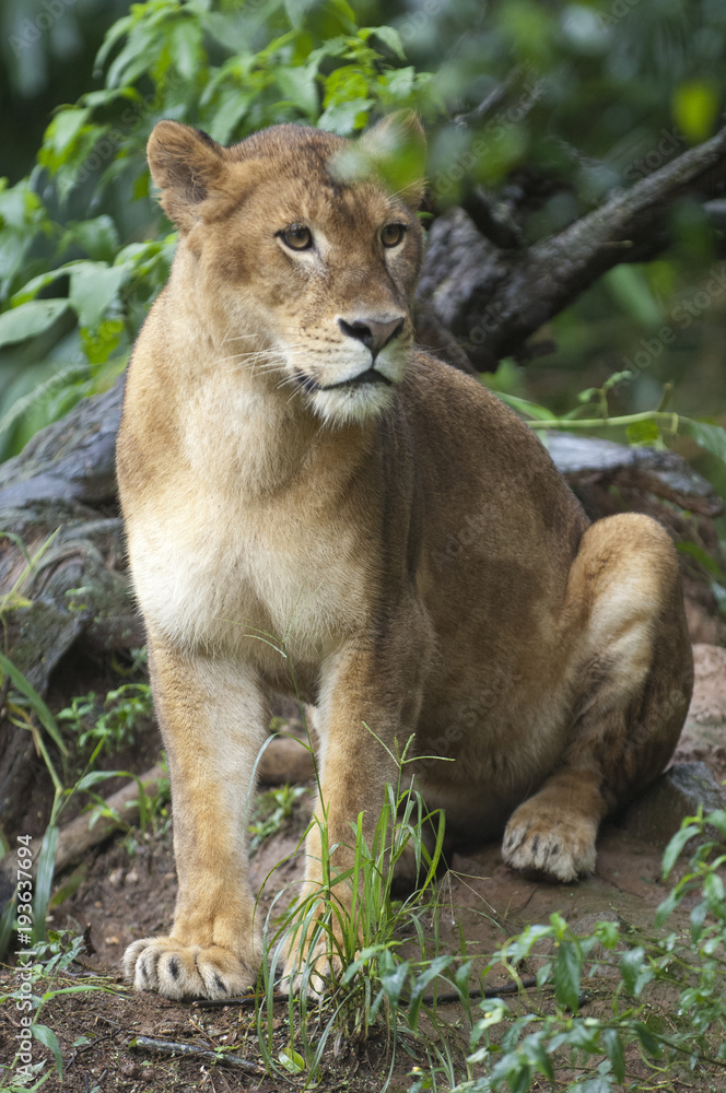 Beautiful Isolated Photo Of A Wild Lioness In The Forest Beautiful Isolated Photo Of A Wild Lioness In The Forest
