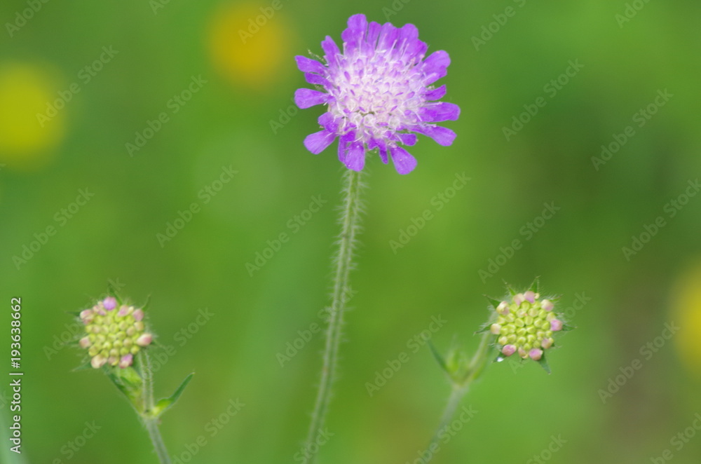 Witwenblume Blume violett Nahaufnahme Witwenblume Blume violett Nahaufnahme