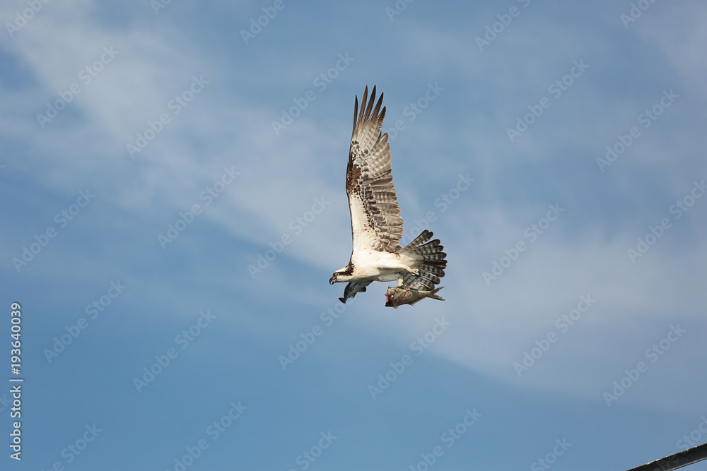 Fototapeta premium Osprey with fish in its talons. 