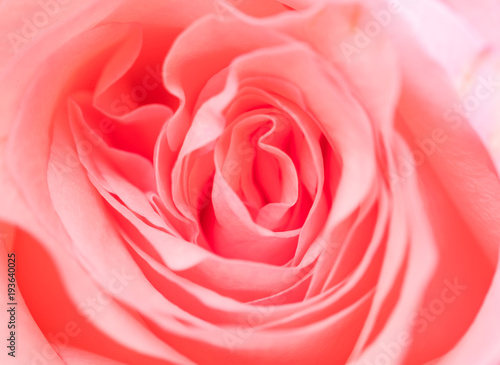 Pink rose flower texture