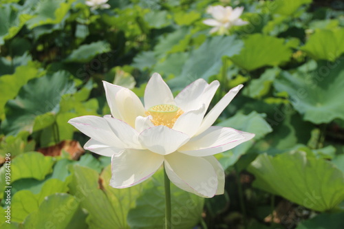 Lotus in Korakuen Garden