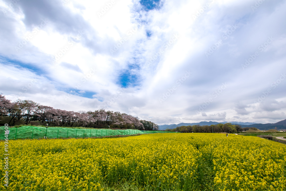 Yellow rape flower field at spring in Gyeongju, South Korea