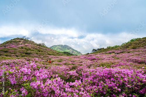 Beautiful Rhododendron flowers on mountains at Morning, Hwangmaesan mountain in South Korea.