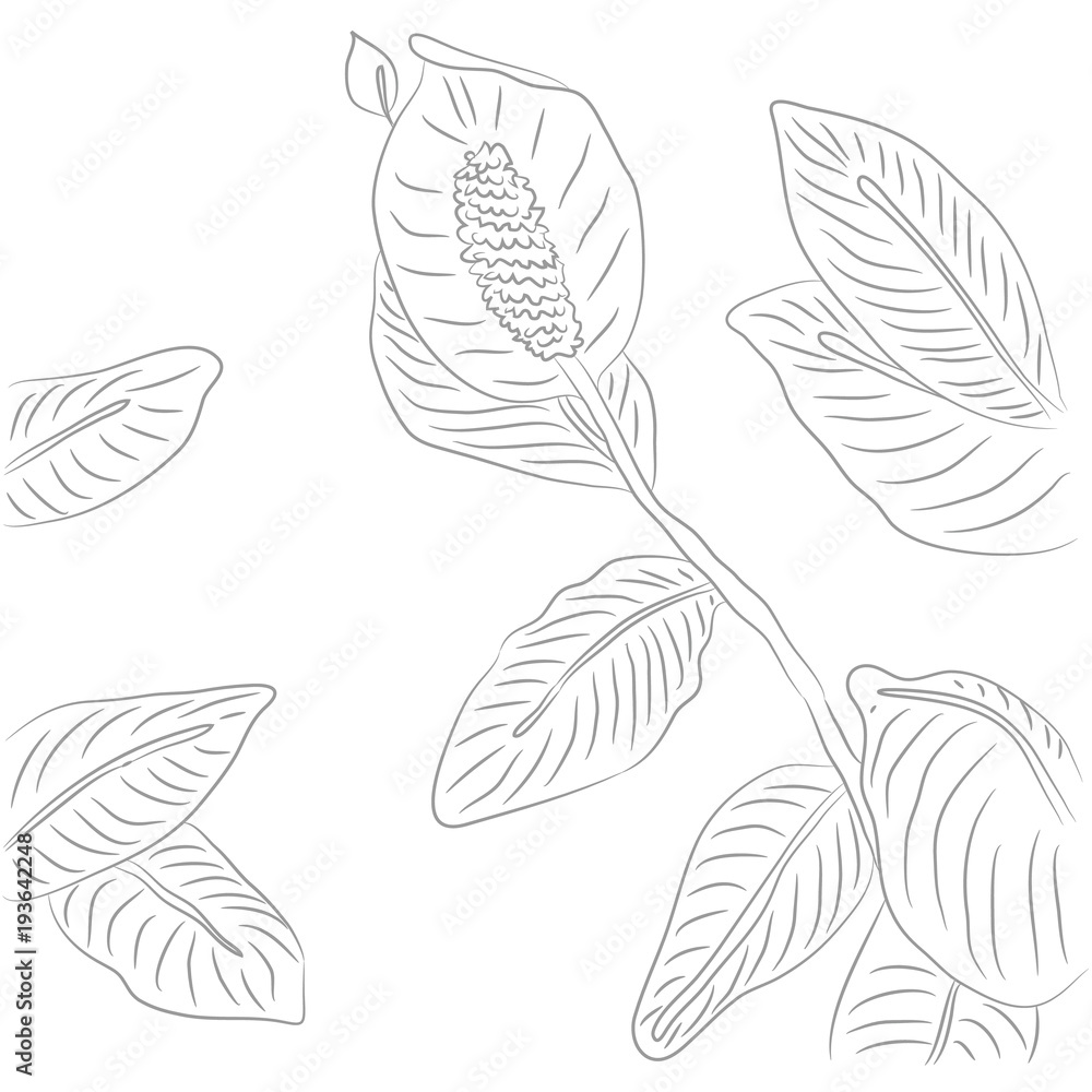 Vector Drawing of Contour Spathiphyllum Flower for Coloring Book.  Realistic Flower for Coloring Book. Monochrome Plant