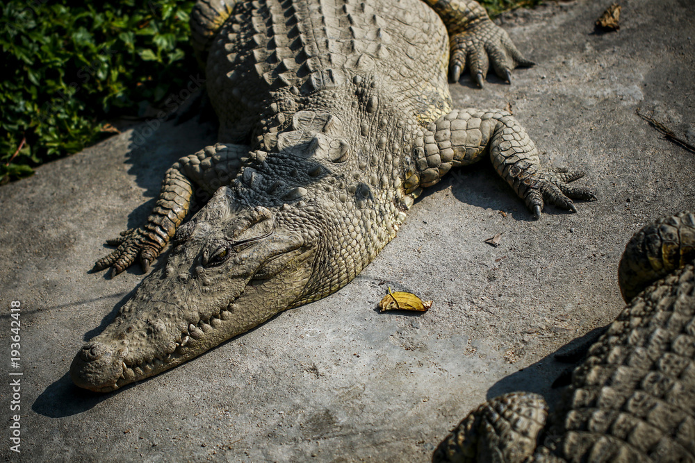 Fototapeta premium Crocodiles kept in the zoo