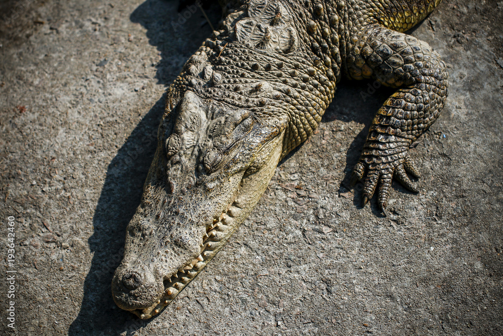 Fototapeta premium Crocodiles kept in the zoo