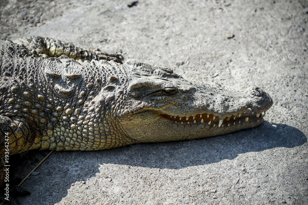 Obraz premium Crocodiles kept in the zoo