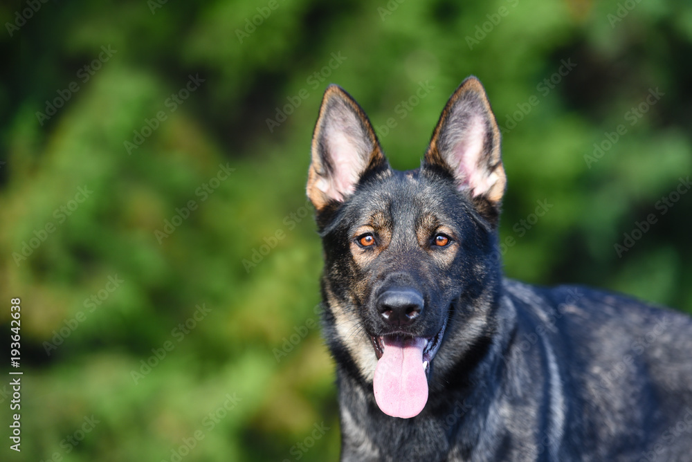 Sable German Shepherd Close up head portrait Sable German Shepherd Close up head portrait