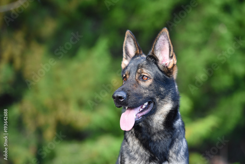 Sable German Shepherd Close up head portrait photo