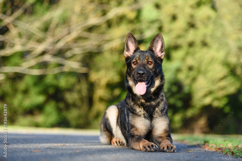 Sable German Shepherd in a down Sable German Shepherd in a down