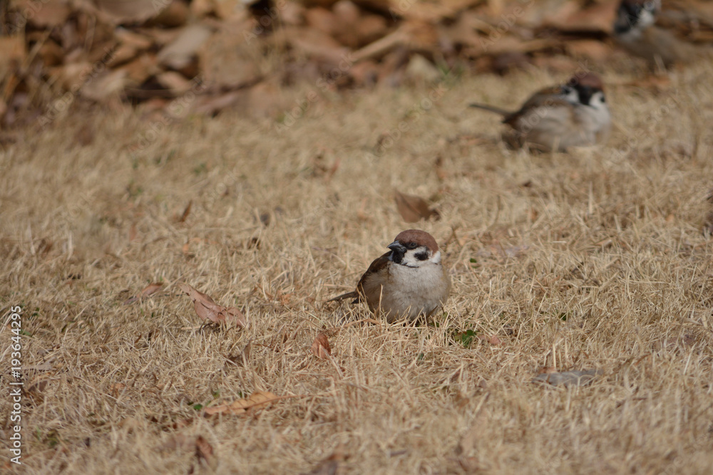 Obraz premium すずめ