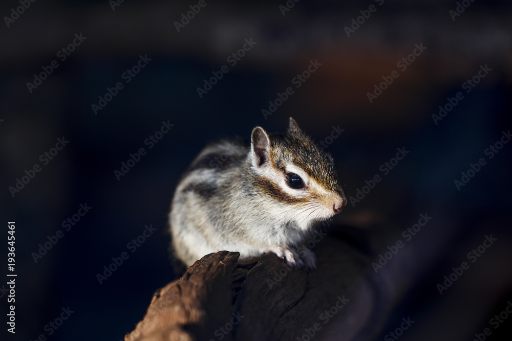 Fototapeta premium Squirrel feeding in the zoo