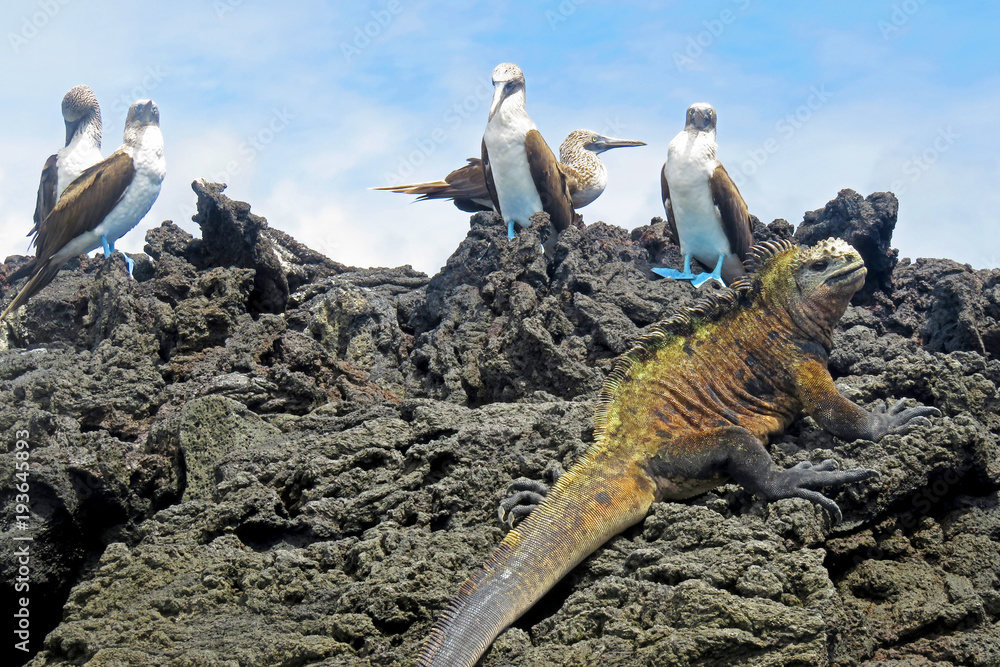 Naklejka premium Marine iguana with blue footed boobies, booby, Sula nebouxii and Amblyrhynchus cristatus, on Isabela Island, Galapagos, Ecuador, South America