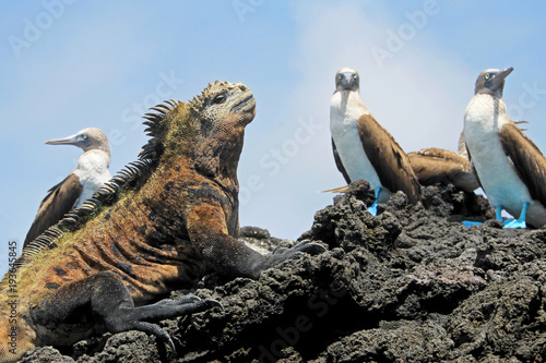 Marine iguana with blue footed boobies, booby, Sula nebouxii and Amblyrhynchus cristatus, on Isabela Island, Galapagos, Ecuador, South America