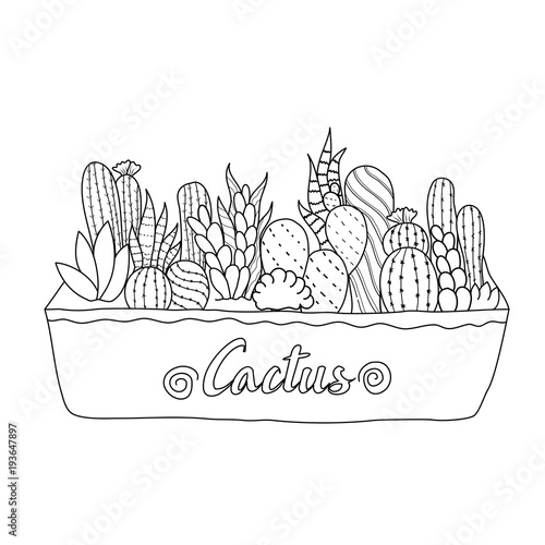 Cactus for adult and children coloring book. Handdrawn. vector illustration.