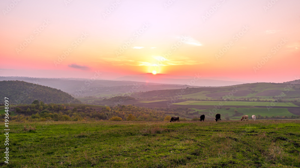 Cows grazing on a green meadow at sunset