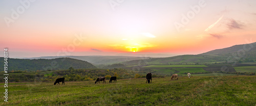 Cows grazing on a green meadow at sunset