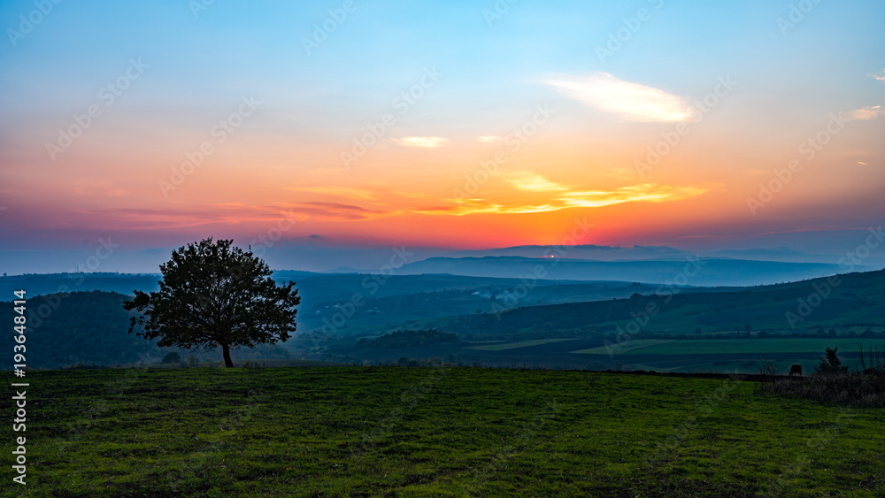 Obraz premium Lonely tree in field at sunset time