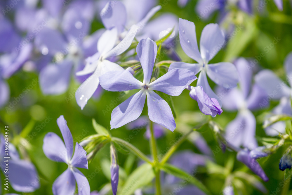 Fototapeta premium Hoary Stock, Matthiola incana, flowers, close-up, selective focus, shallow DOF