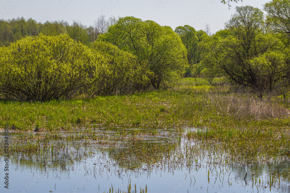 Summer landscape with marsh in the meadow near forest and blue sky. Summer landscape with marsh in the meadow near forest and blue sky.