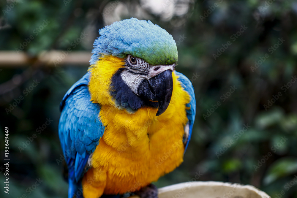 Parrots kept in the zoo