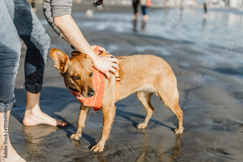 Girl and dog at beach
