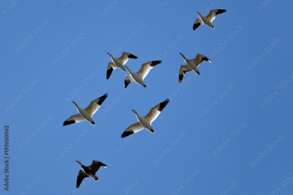 Obraz premium Snow Geese - Anser caerulescens - Including Blue Goose, Migrating