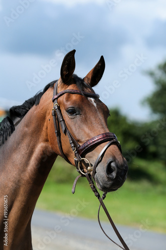 horse brown with halter on rein in portraits..