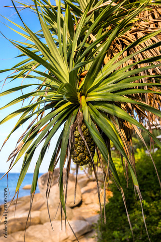 Beautiful tropical plant Pandanus tectorius Hala, Bacua, Vacquois. Closeup of fresh fruits of sea pandanus odoratissimus or screw pine plant hanging from a tree. photo