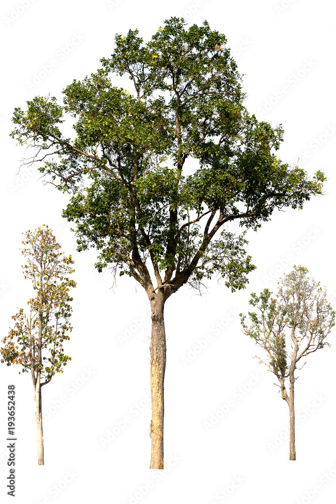 Tree group isolated on white background. Tree group isolated on white background.
