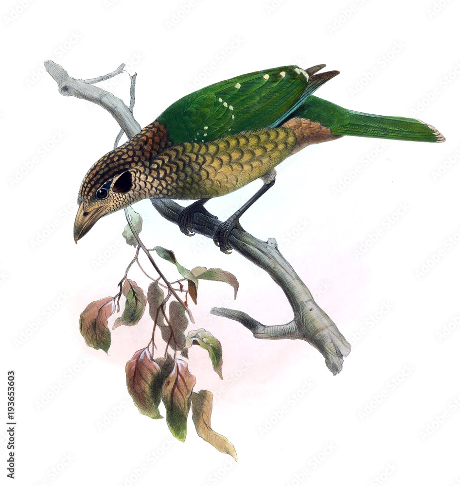 Fototapeta premium Bird of paradise.