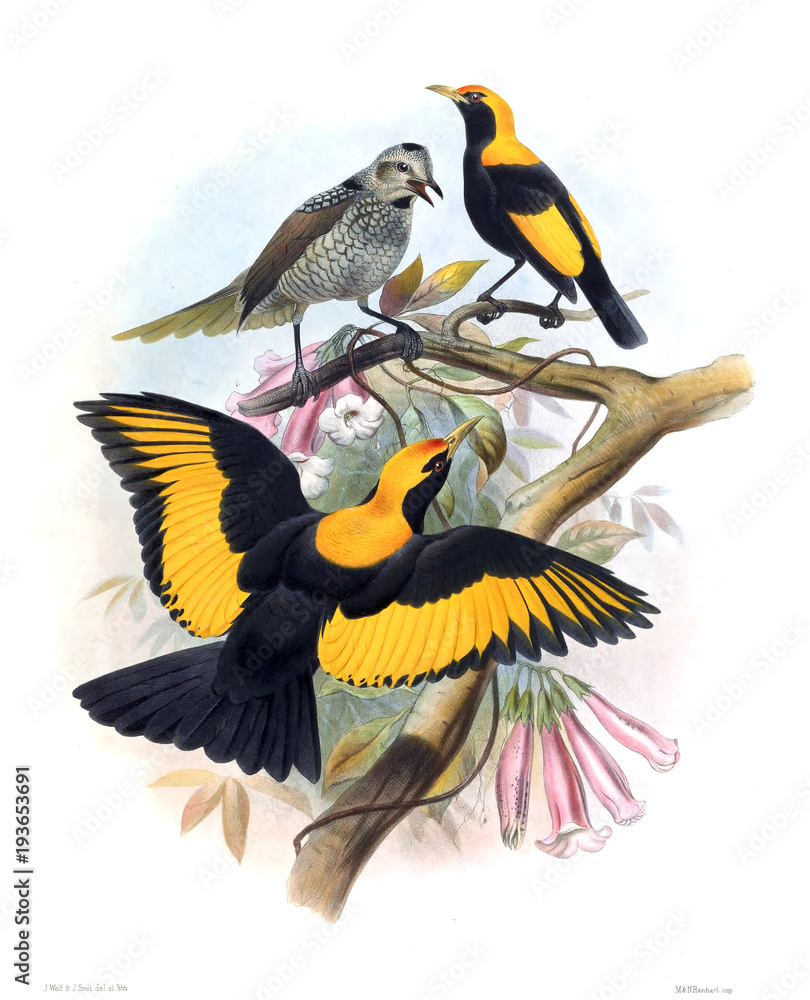 Obraz premium Bird of paradise.