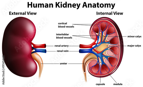Diagram showing human kidney anatomy photo
