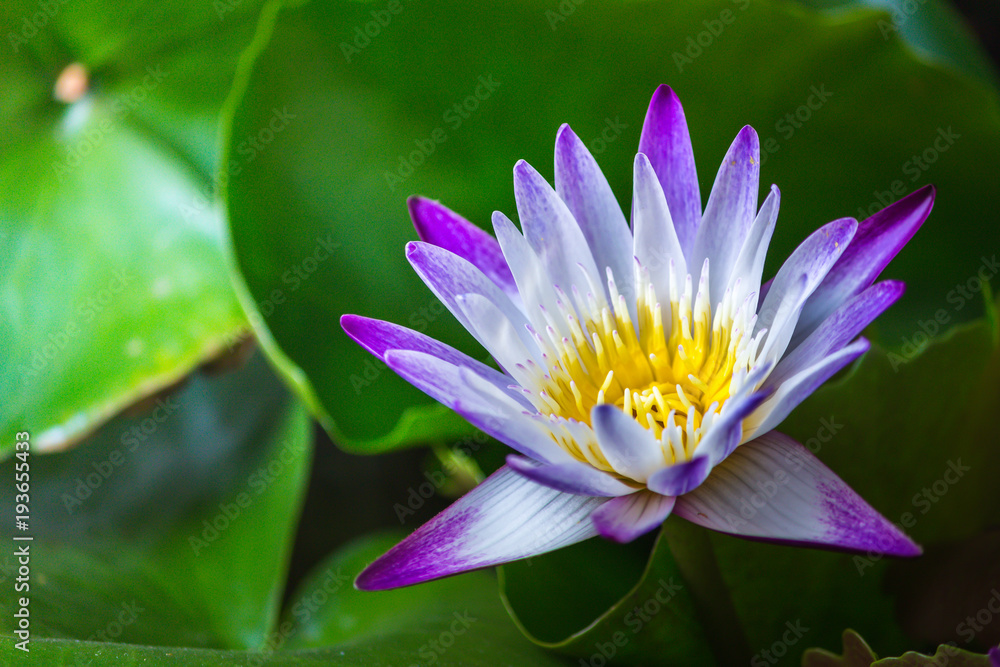 Close up lotus and leaves on the water. Selective focus. Close up lotus and leaves on the water. Selective focus.