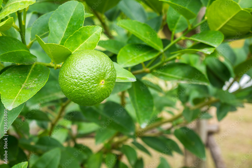 Fresh green lemon limes on tree in organic garden Fresh green lemon limes on tree in organic garden