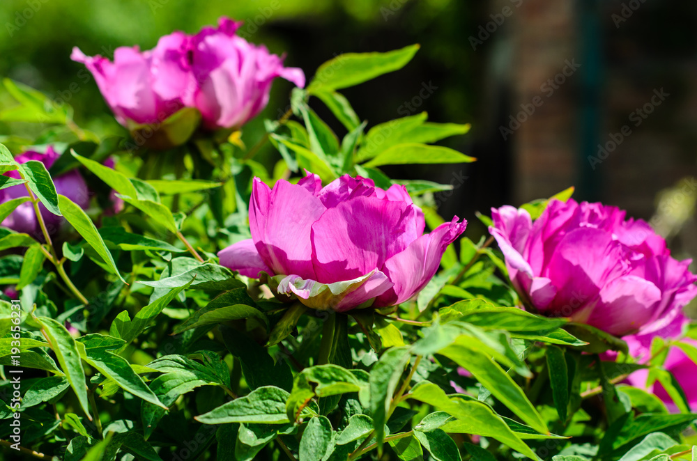 Tree peony blossoming in garden