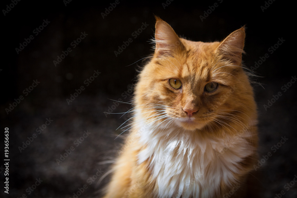 Ginger cat looking straight at you portrait
