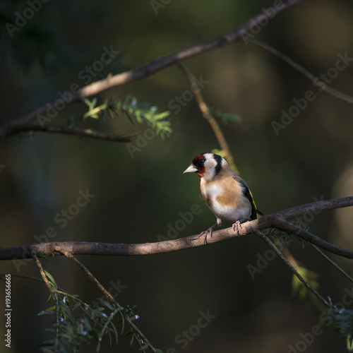 Stunning portrait of Goldfinch Carduelis Carduelis sitting in sunshine on branch of tree in woodland