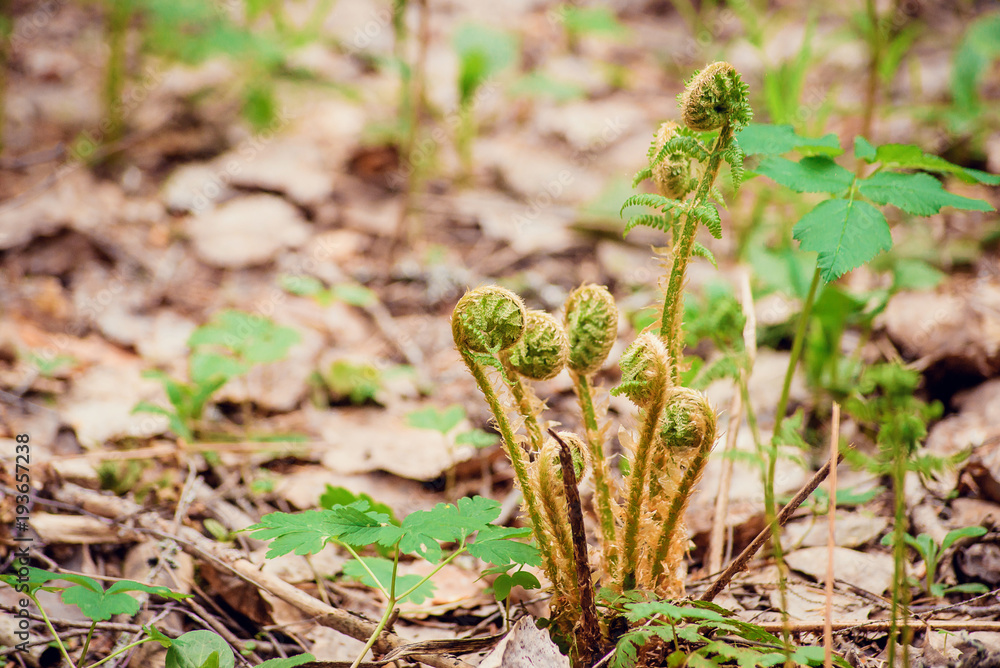 Obraz premium Green background of fern. Fern fiddlehead unfurling with selective focus. Sprout and bud fern close-up, macro.