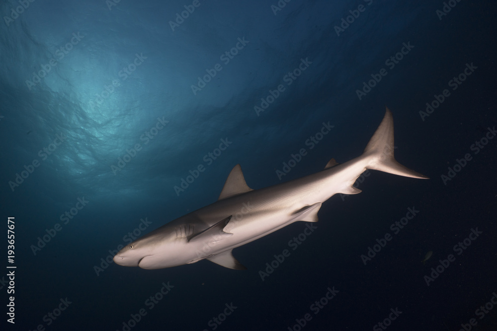 Obraz premium Shark in the blue